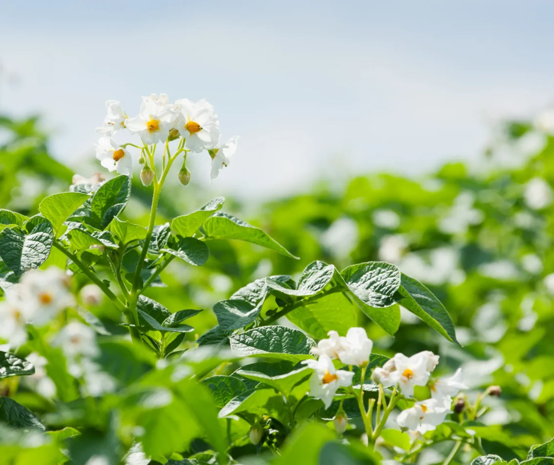 Bloeiende aardappelplanten in een veld