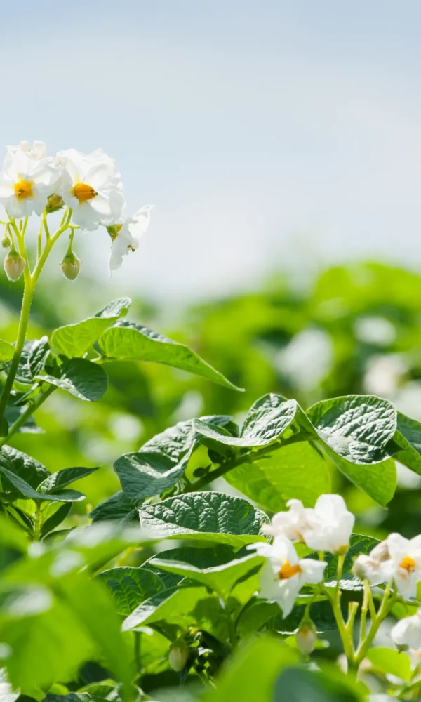 Bloeiende aardappelplanten in een veld