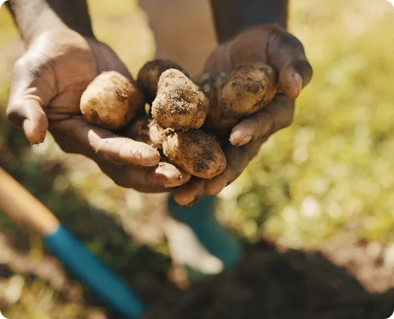 Handen houden aardappelen vast, met grond en een schep op de achtergrond