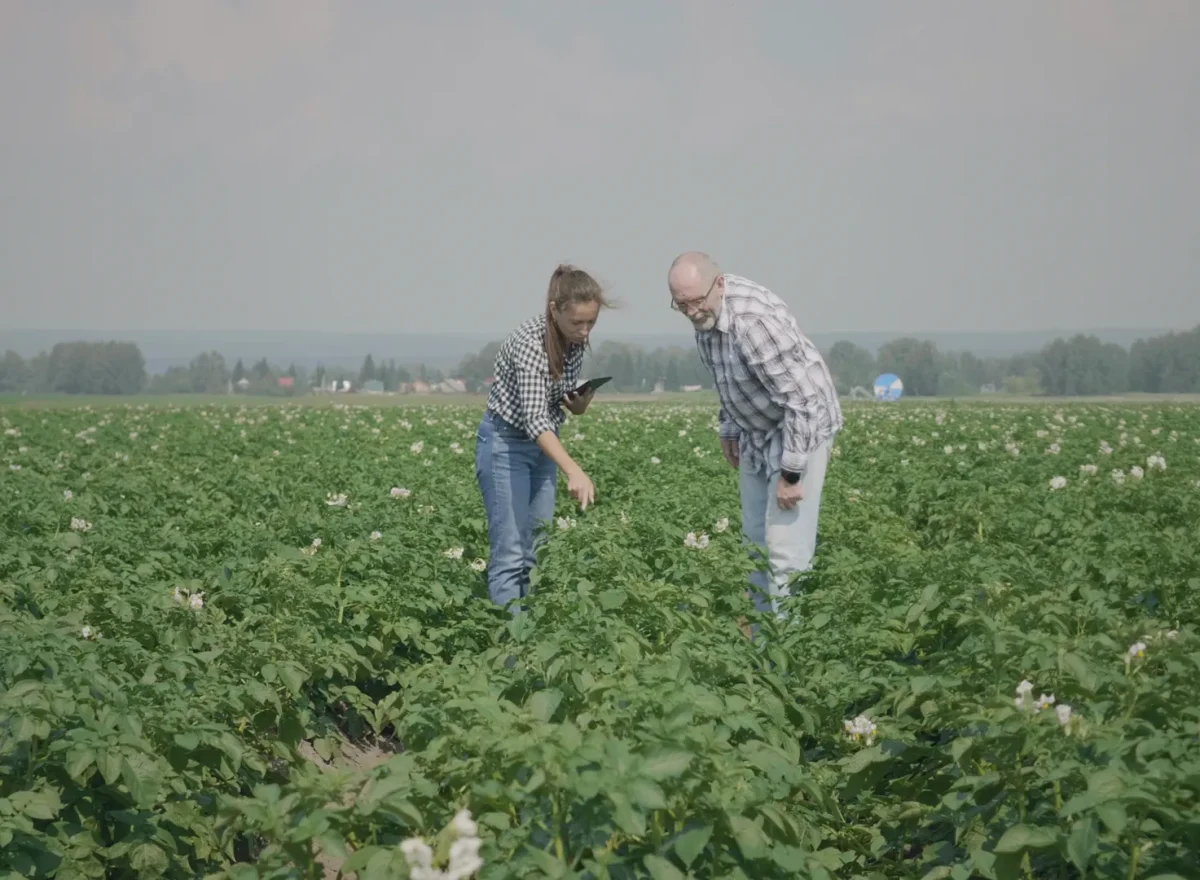 Twee mensen controleren aardappelplanten in een veld