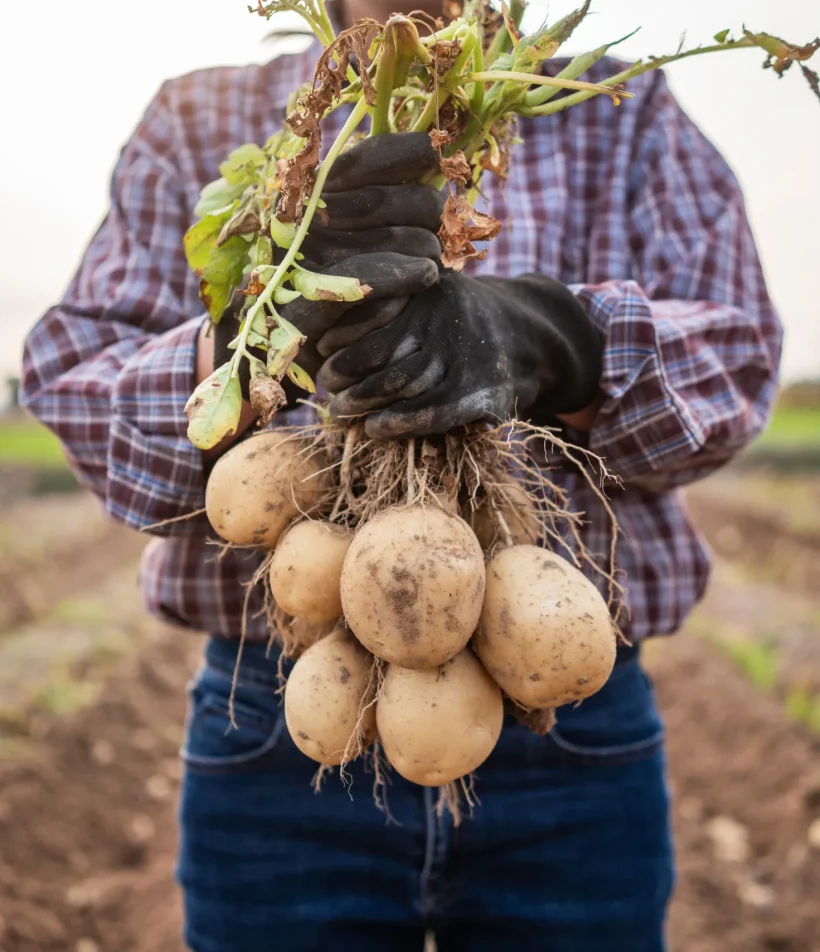 Teler houdt een bos aardappelen vast op een akker