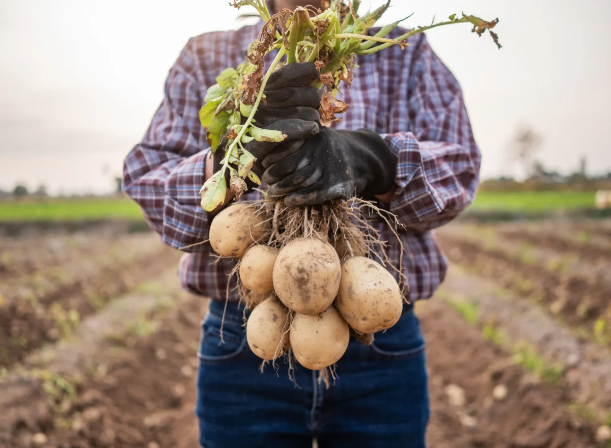 Teler houdt een bos aardappelen vast op een akker
