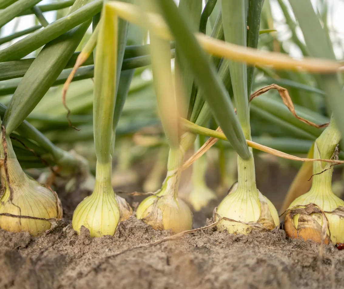 Uien die in de grond groeien