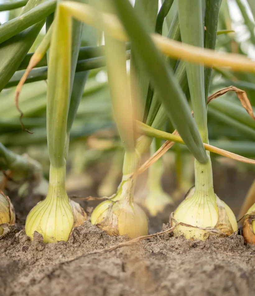 Uien die in de grond groeien